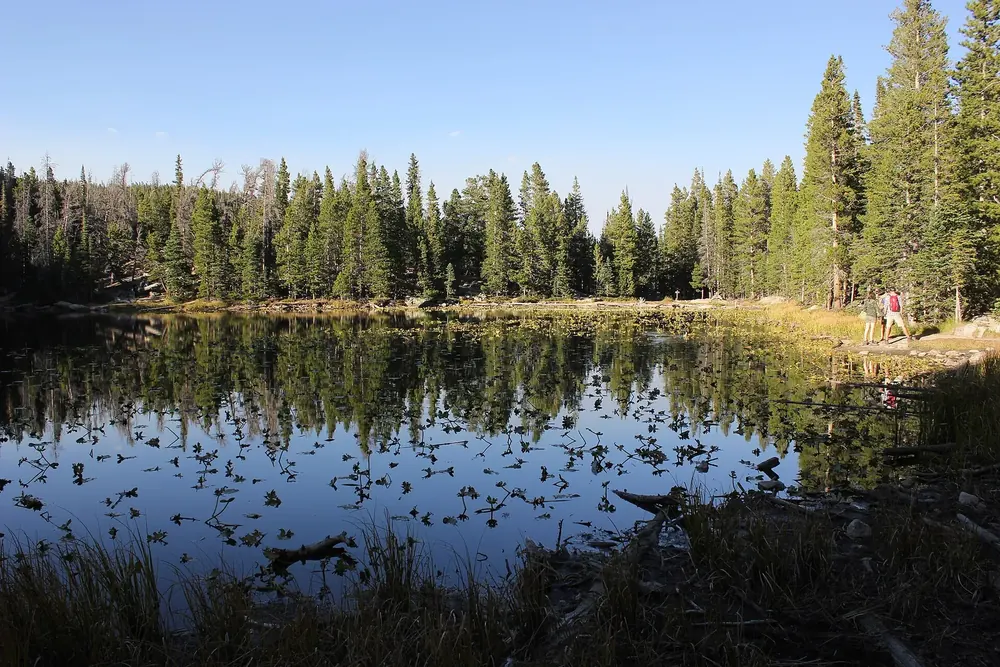Nymph Lake: stiller Bergsee mit Seerosenblättern, in dem sich der dichte Nadelwald am Ufer spiegelt