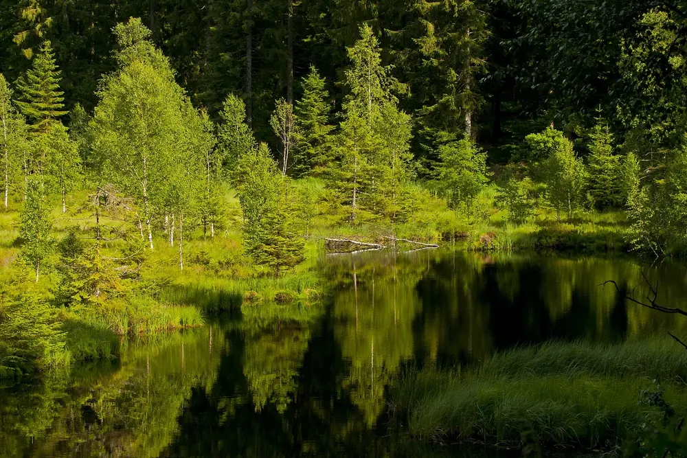 Buhlbachsee im Nationalpark Schwarzwald: stiller Karsee, in dem sich junge Fichten und hellgrünes Laub spiegeln