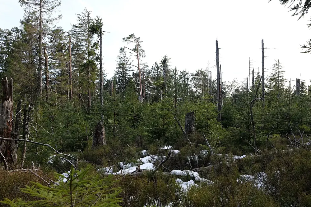 Kernzone am Hohen Ochsenkopf: abgestorbene Fichten, junger Wald und Schneereste unter bewölktem Himmel