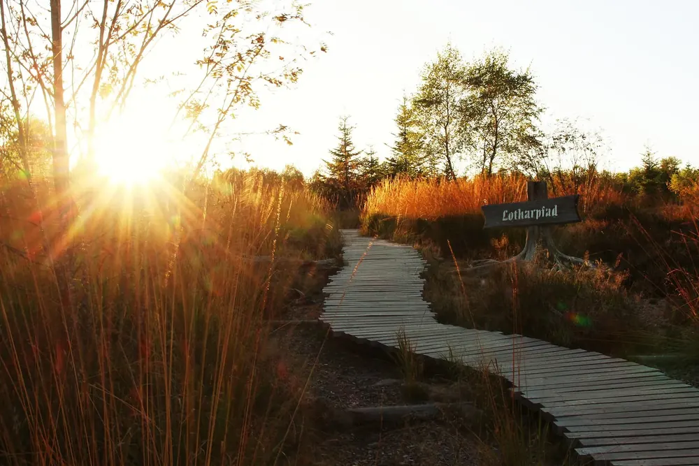 Lotharpfad an der Schwarzwaldhochstraße: Holzsteg durch herbstlich gefärbtes Gras im Gegenlicht der Sonne