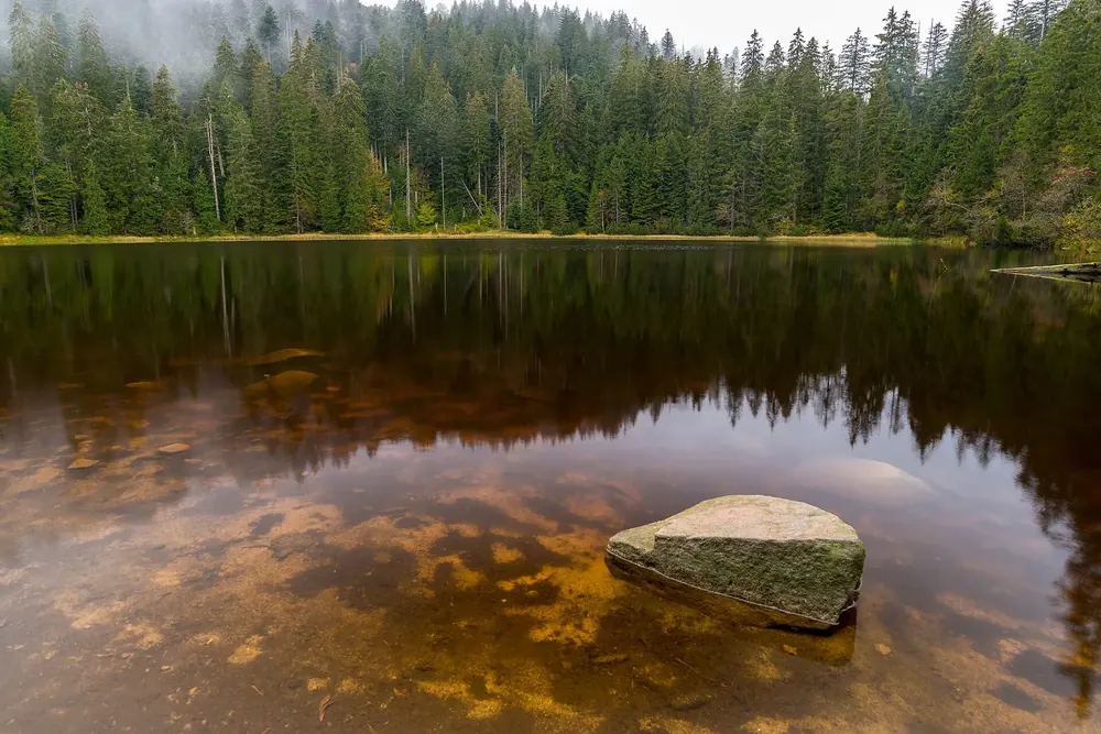Wilder See unter der Hornisgrinde: dunkler Karsee mit Felsblock im Wasser, gesäumt von dichtem Fichtenwald
