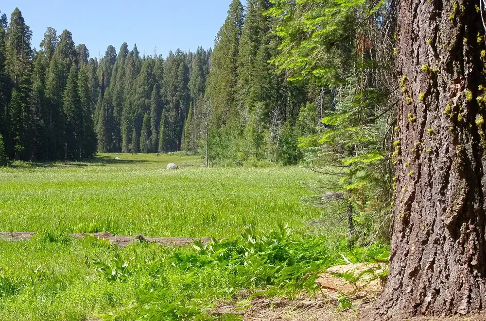Crescent Meadow: saftig grüne Waldwiese, gesäumt von hohen Nadelbäumen und Riesenmammutbäumen, rechts ein Tannenstamm