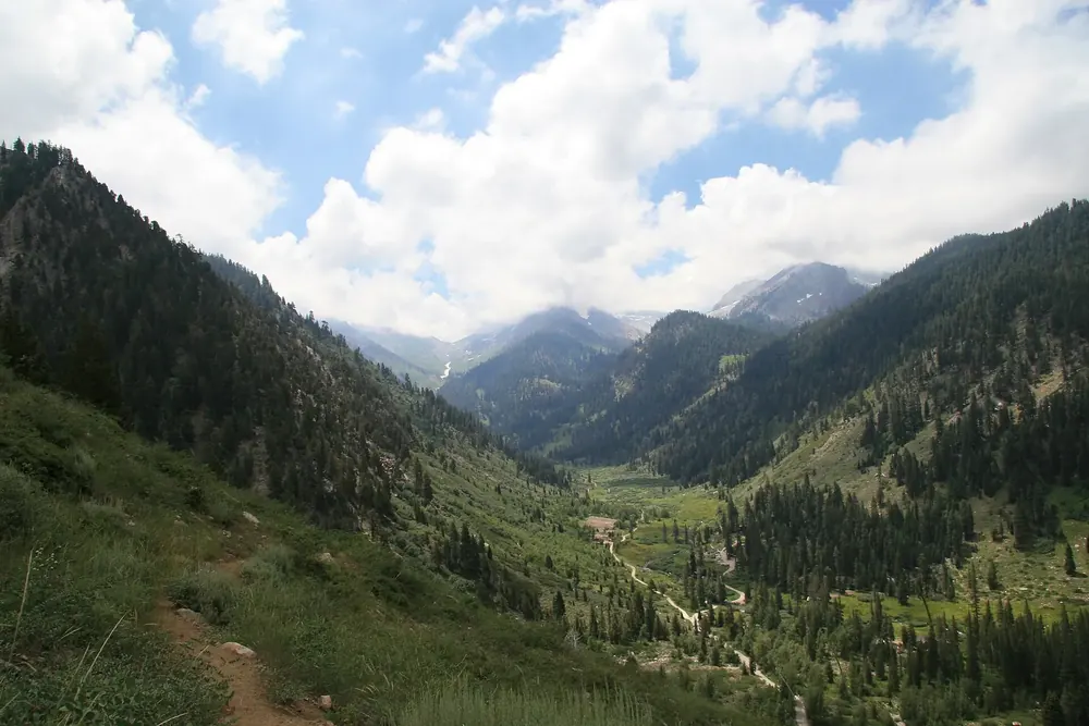 Blick vom Timber Gap Trail hinab ins grüne Mineral King Valley zwischen steilen, bewaldeten Berghängen