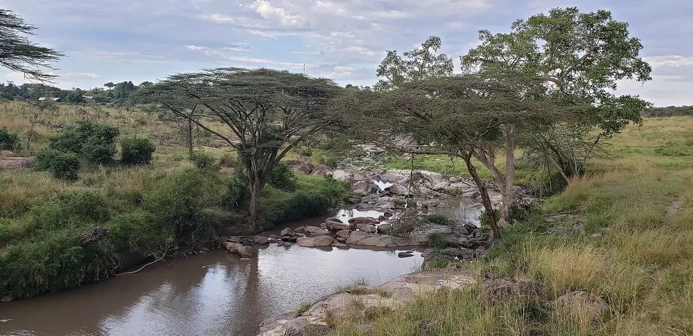 Grumeti River: Flusslauf mit Felsen und Flusspferden, gesäumt von Schirmakazien und Buschland