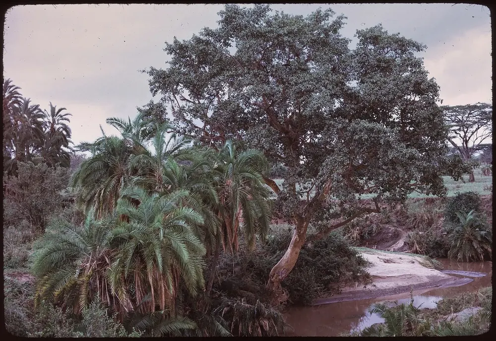 Seronera River im Jahr 1973: schmaler Fluss mit Sandbank, gesäumt von Palmen und einem großen Laubbaum