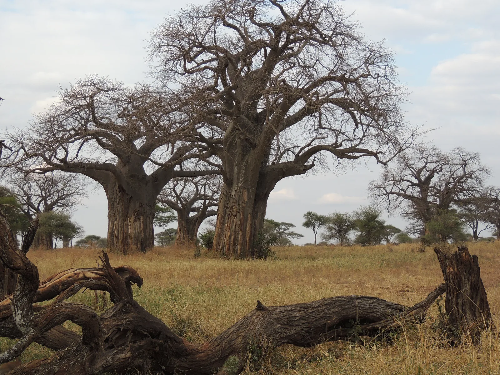 Mehrere mächtige Baobabs und ein umgestürzter Stamm in trockenem Gras nahe Matete im Norden des Tarangire-Nationalparks