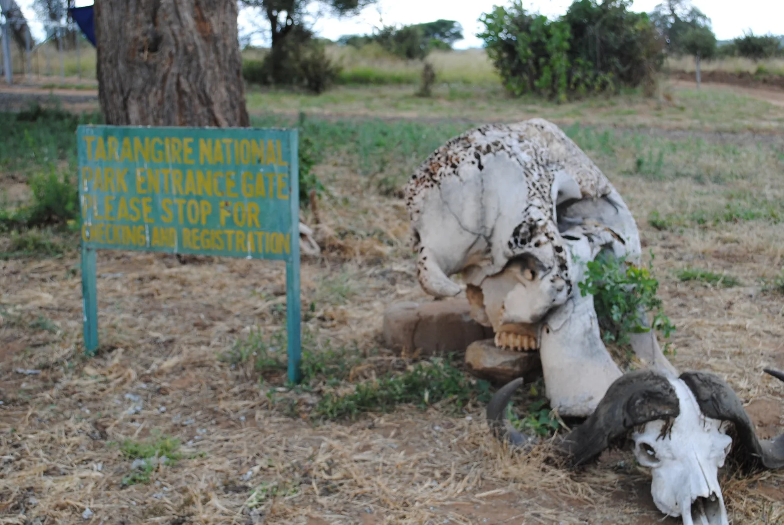 Ein Elefantenschädel und ein Büffelschädel liegen am Haupttor des Tarangire-Nationalparks neben einem grünen Schild, das Besucher zur Registrierung auffordert