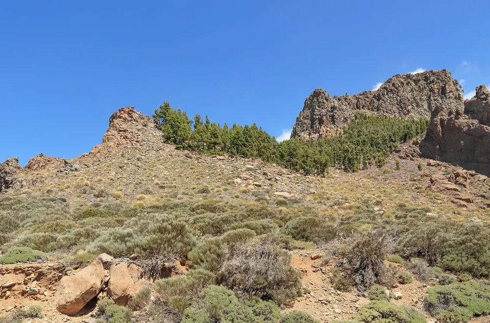 Felsige Berge bei Boca Tauce am Rand der Caldera de las Cañadas, bewachsen mit Ginster und Kanarenkiefern