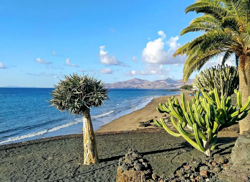 Strand von Puerto del Carmen: Drachenbaum und Kakteen über dem dunklen Sandstrand, dahinter Meer und Berge