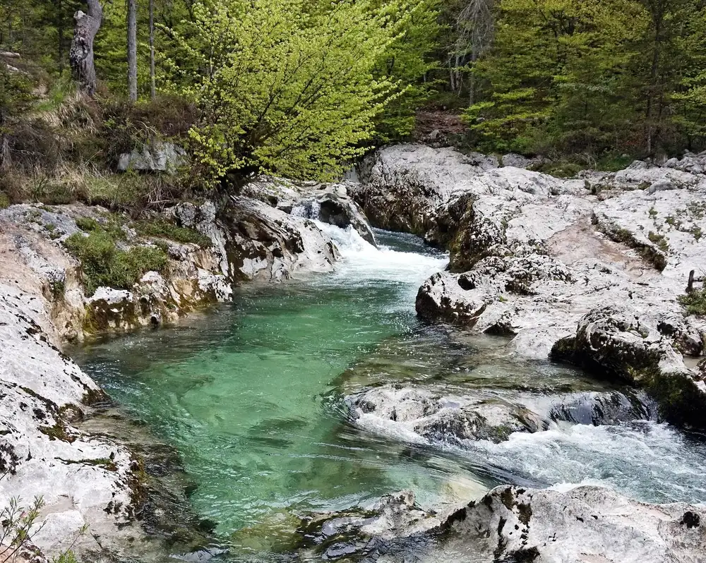 Mostnica-Klamm: türkisfarbenes Wasser strömt zwischen glatt geschliffenen weißen Kalkfelsen, darüber frisches Laub