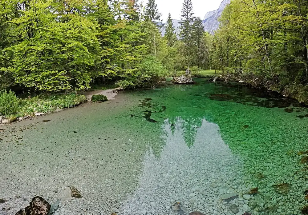 Die Savica in Ukanc: klares, smaragdgrünes Wasser über Kiesgrund, gesäumt von frischem Laubwald