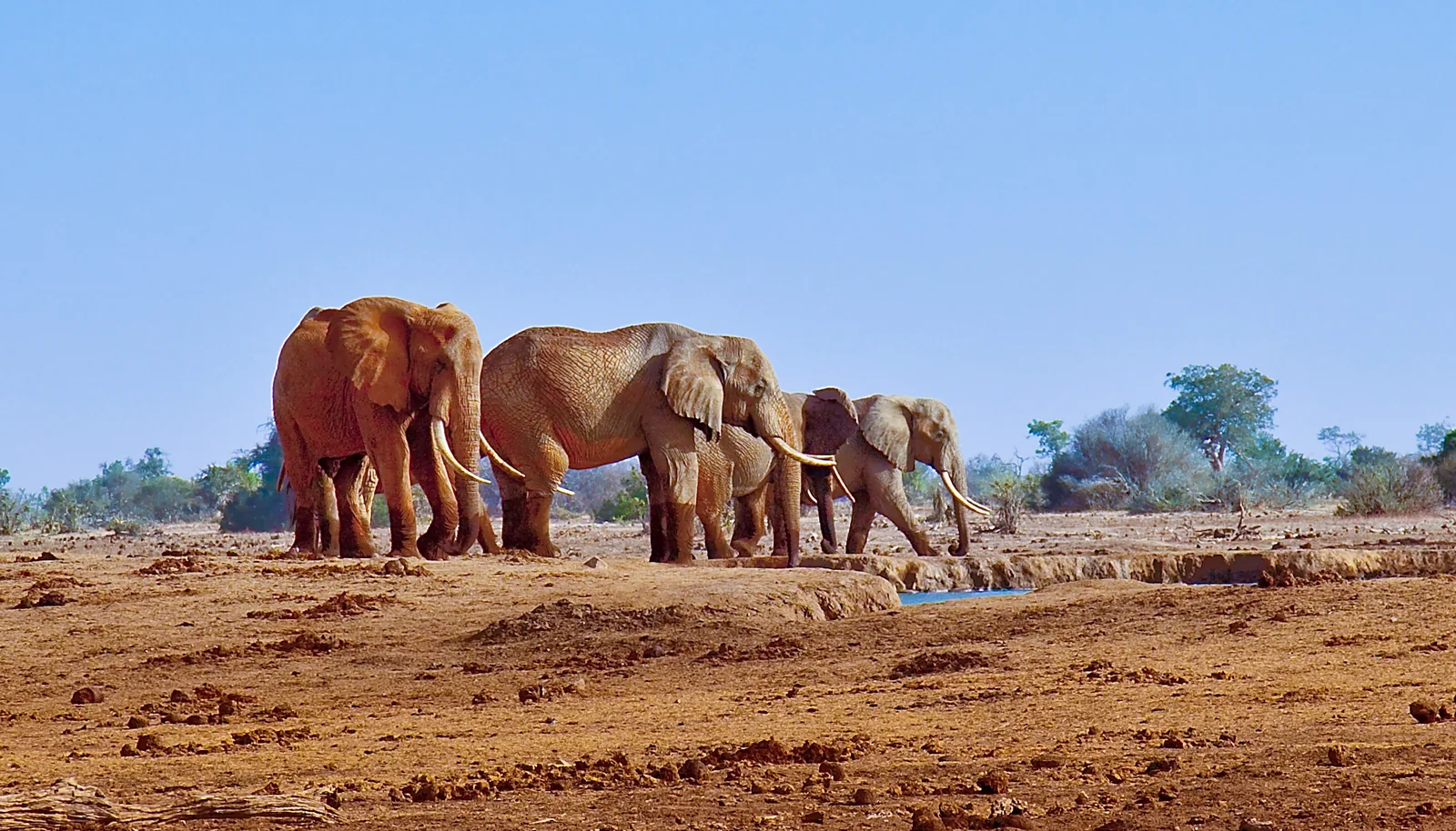 Vier rot bestäubte Elefanten an einem Wasserloch beim Satao Camp in Tsavo East unter blauem Himmel