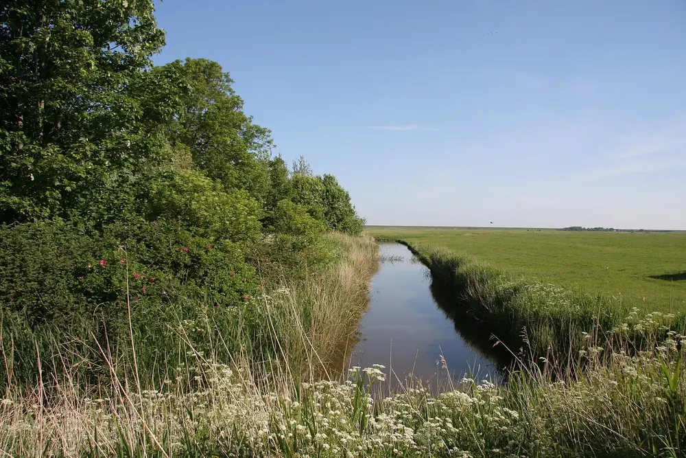 Entwässerungsgraben in Westerhever: schmaler Kanal zwischen Schilf, Weiden und grünem Marschland unter blauem Himmel