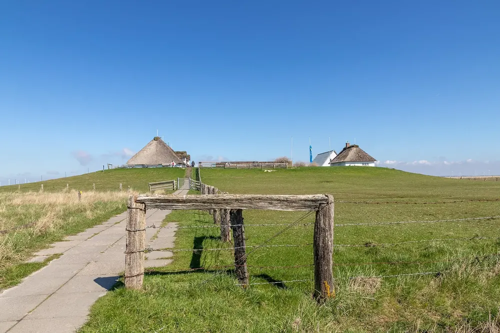 Hamburger Hallig: Weg durch die Salzwiese zu reetgedeckten Häusern auf der Warft unter blauem Himmel
