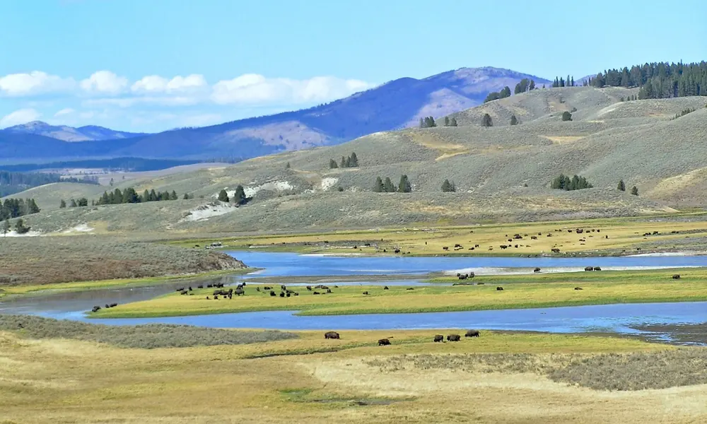 Hayden Valley: weite Talwiesen mit dem gewundenen Yellowstone River und grasenden Bisonherden vor Hügeln