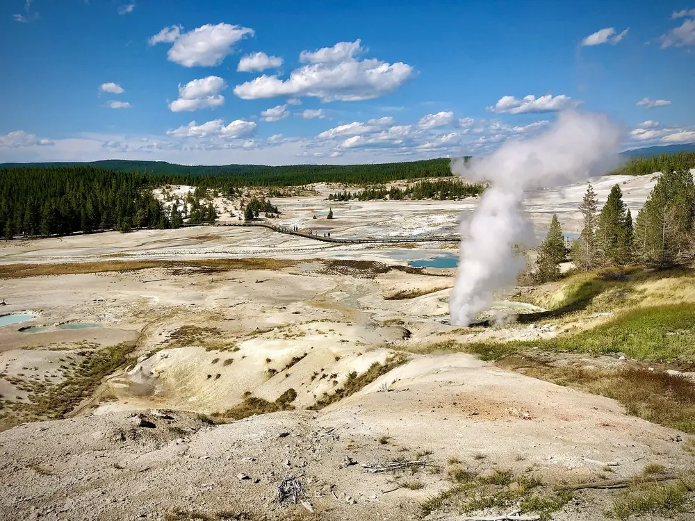 Norris Geyser Basin: Dampf des Ledge Geyser über hellen Sinterflächen mit Tümpeln, dahinter Nadelwald