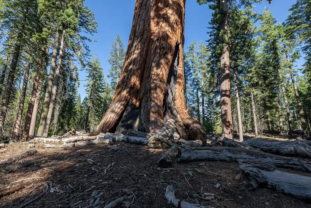 Grizzly Giant im Mariposa Grove: mächtiger, rotbrauner Stamm des Riesenmammutbaums zwischen hohen Nadelbäumen