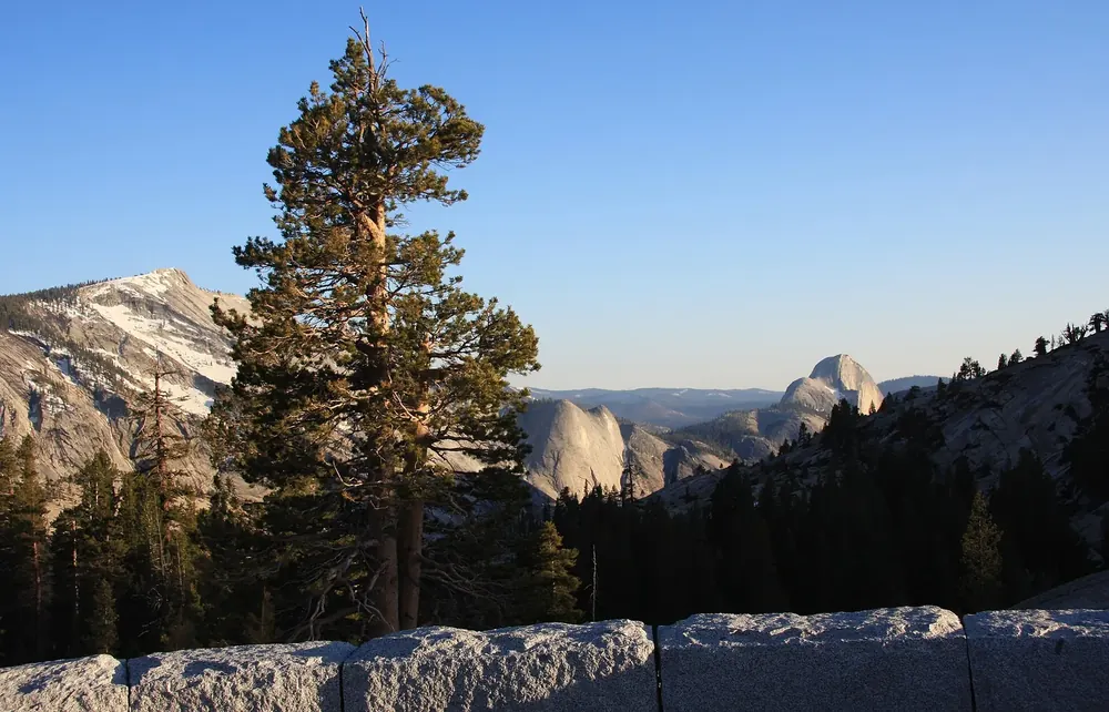 Blick vom Olmsted Point über Granitkuppen und eine einzelne Kiefer zum Half Dome und Clouds Rest