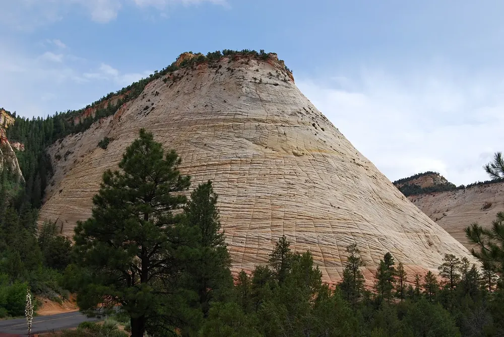 Checkerboard Mesa: kegelförmiger heller Sandsteinberg mit schachbrettartigem Rissmuster über Kiefernwald