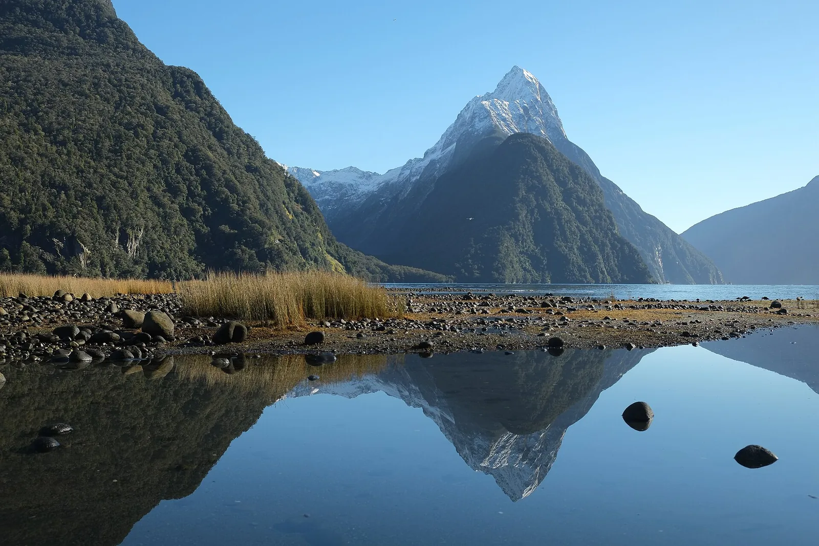Der verschneite Mitre Peak am Milford Sound spiegelt sich an einem windstillen Wintertag im Wasser, vorn ein Kiesufer mit Riedgras
