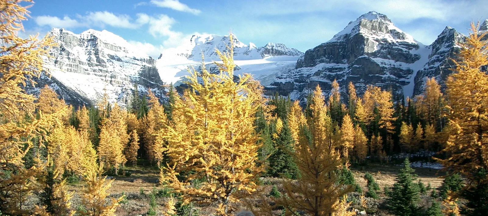 Goldgelbe Lärchen im Larch Valley vor schneebedeckten Bergen
