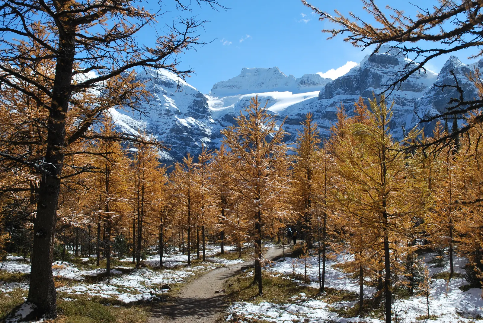 Weg durch goldene Lärchen im Larch Valley, der Boden leicht verschneit