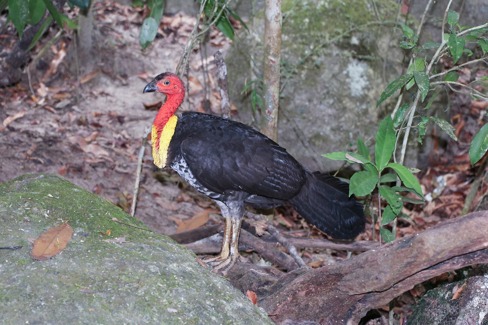 Ein Buschhuhn mit rotem Kopf und gelbem Kehllappen steht auf Laub am Weg in der Mossman Gorge im Daintree-Nationalpark