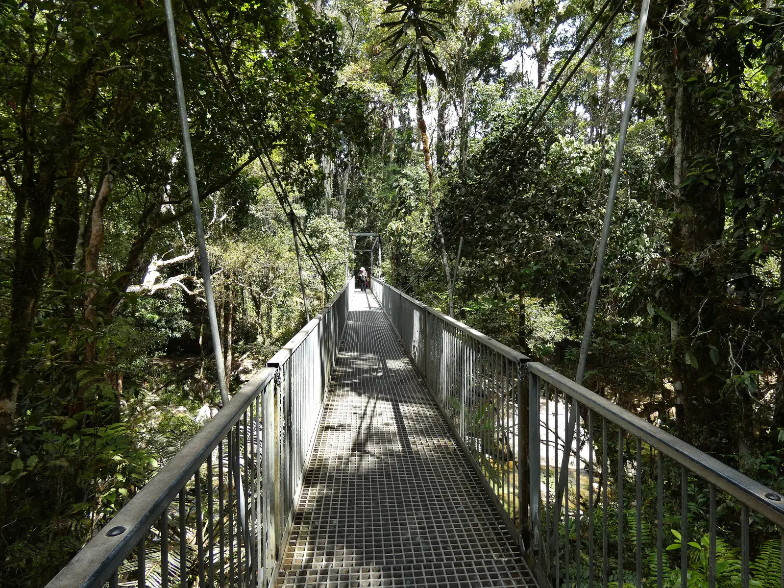 Die Hängebrücke über den Rex Creek in der Mossman Gorge im Daintree-Nationalpark, ein Gittersteg zwischen Stahlseilen mitten im Regenwald