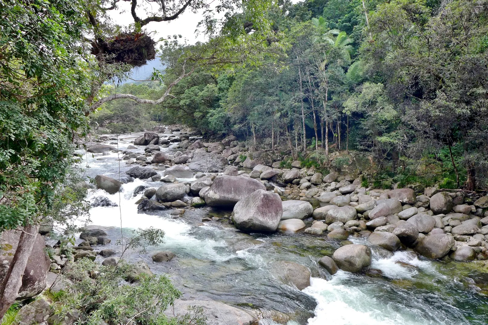 Der Mossman River in der Mossman Gorge im Daintree-Nationalpark strömt über ein breites Bett aus runden Granitblöcken, an beiden Ufern hoher Regenwald