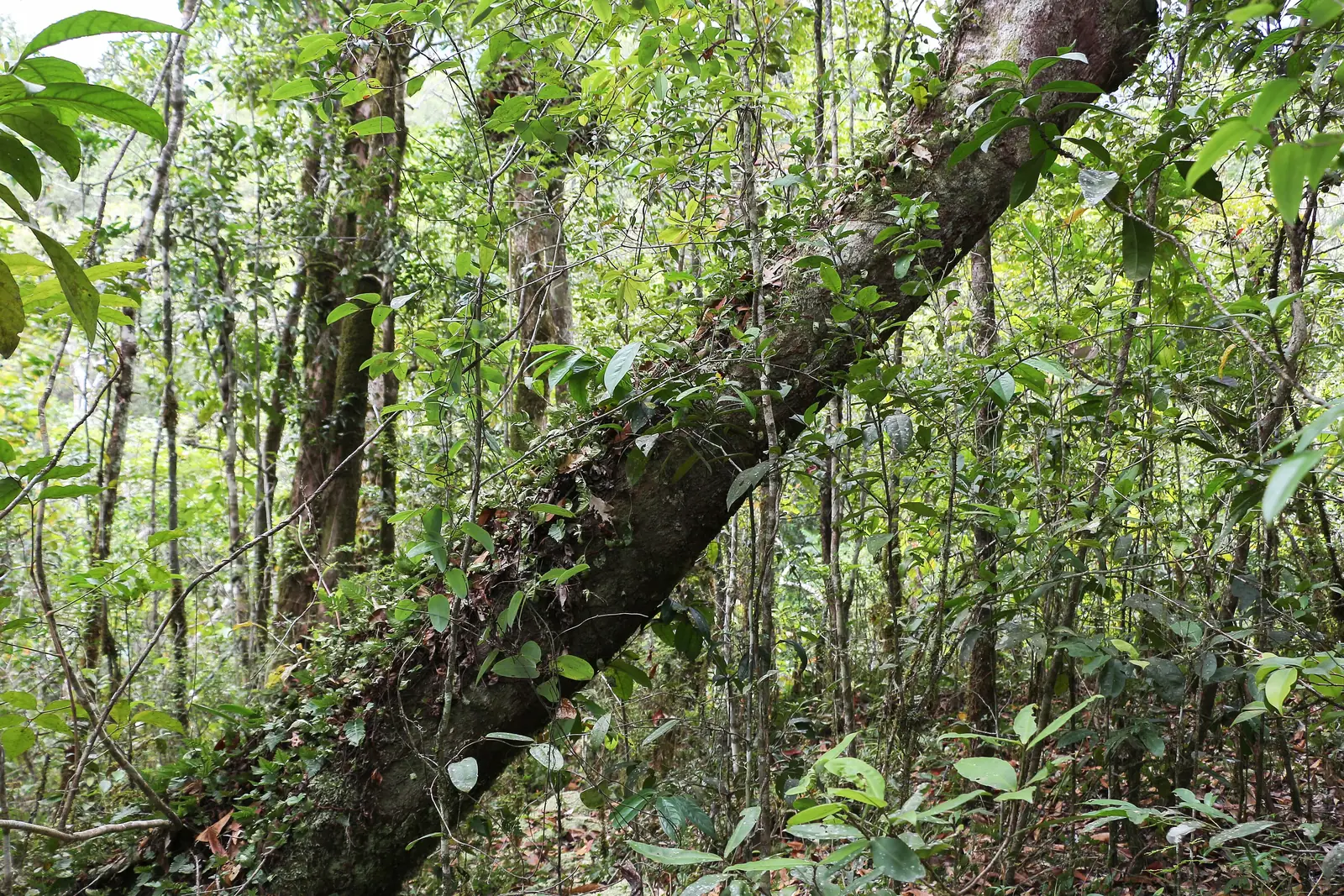 Dichter Tieflandregenwald in der Mossman Gorge im Daintree-Nationalpark, ein schräger, bemooster Stamm zwischen schlanken Bäumen