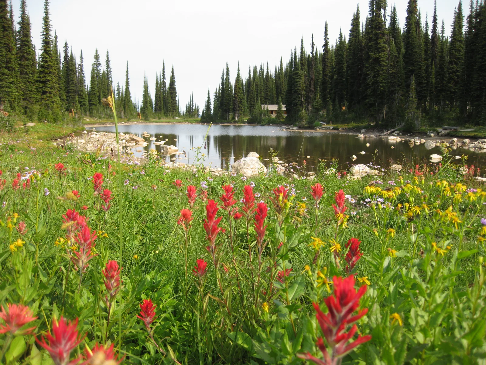 Eine subalpine Wiese voller roter Indianerpinsel und gelber Blüten fällt zu einem kleinen Bergsee ab, dahinter steht dichter Nadelwald