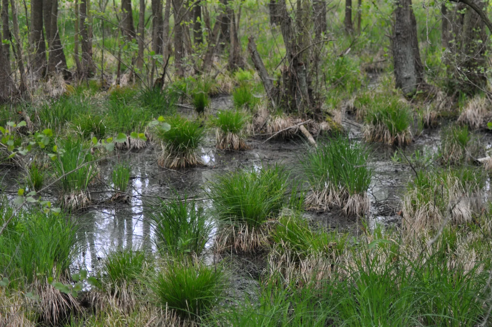 Moorgebiet im Röbelscher Wald mit Seggenbulten im flachen Wasser zwischen kahlen Stämmen