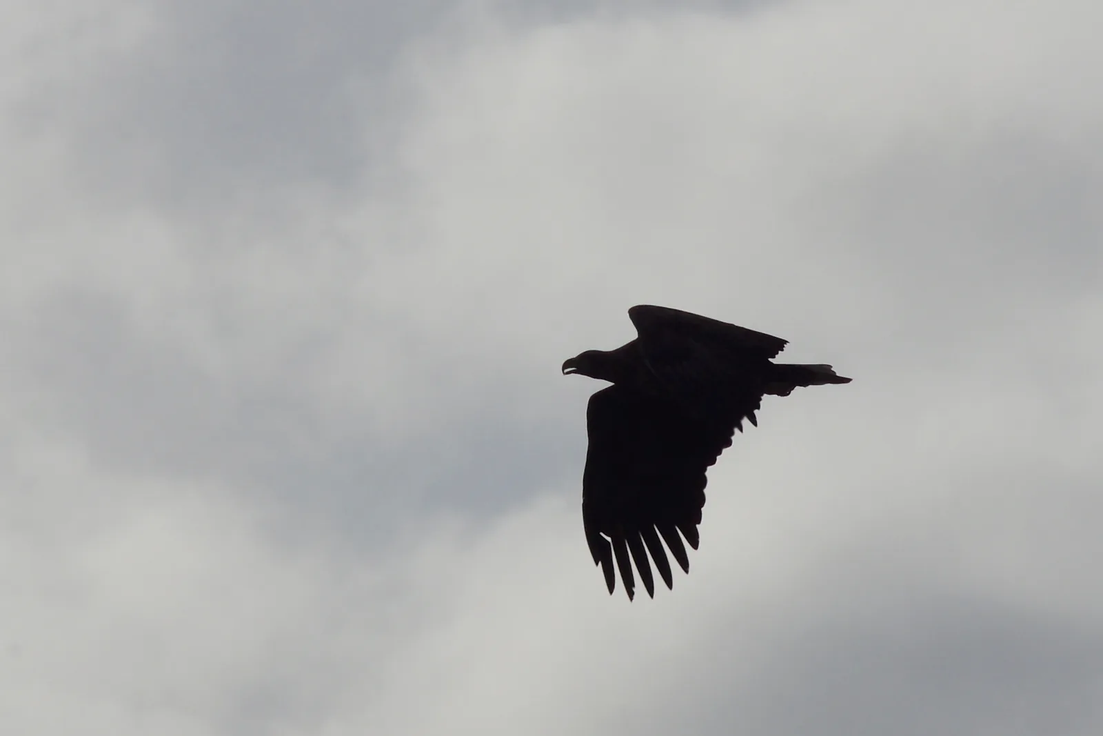 Ein Seeadler zieht als dunkle Silhouette vor grauem Wolkenhimmel über den Rederangsee