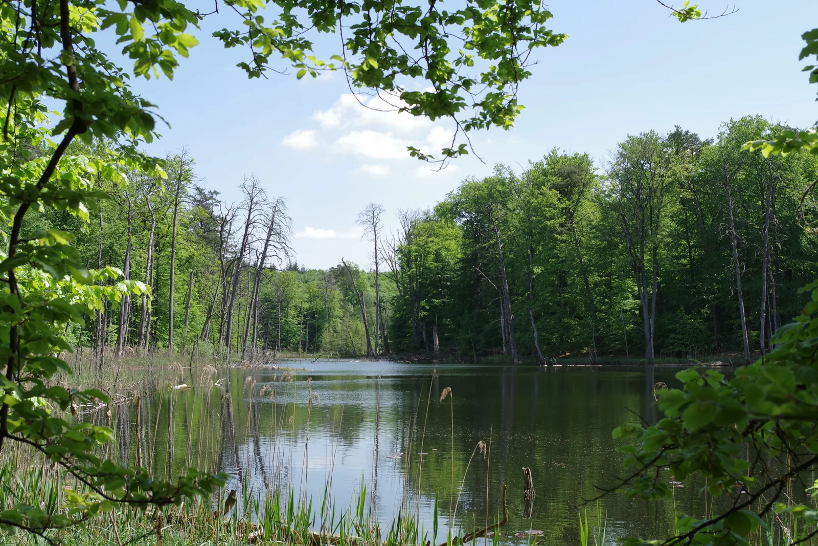 Der Schweingartensee im Serrahner Buchenwald, von alten Buchen und Schilf gerahmt, unter blauem Himmel