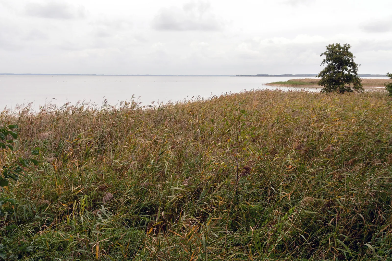 Breiter Röhrichtgürtel am Ostufer der Müritz, dahinter die offene Wasserfläche des Sees unter grauem Himmel