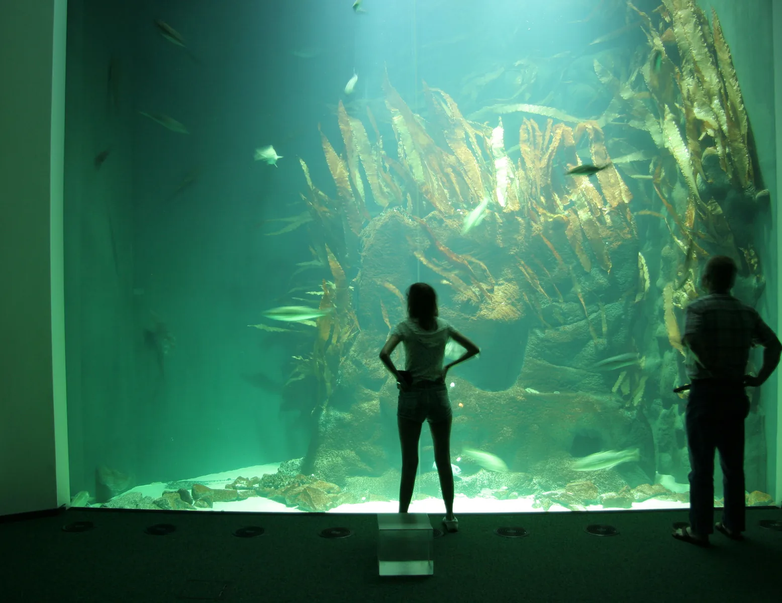Zwei Gäste stehen vor der Panoramascheibe des Großaquariums, dahinter Algenwald und Fische im grünen Licht