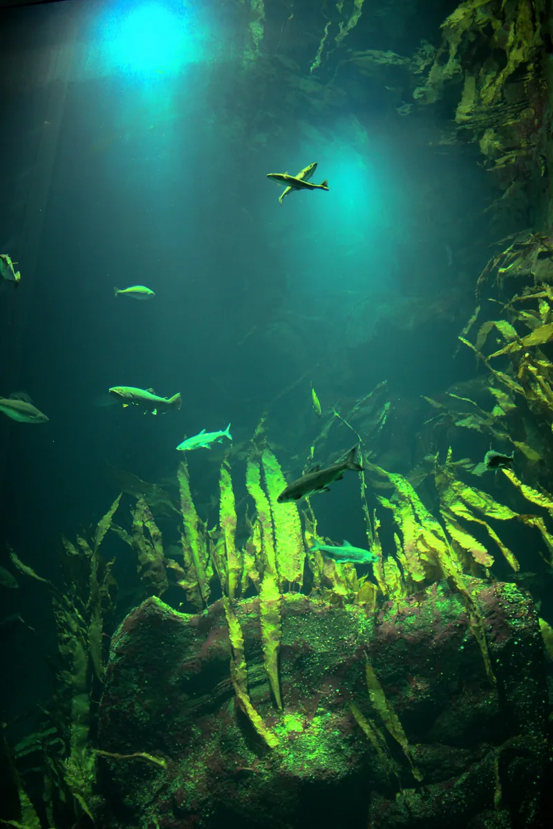 Blick von unten durch das Großaquarium: Nordseefische zwischen hohen Algen, Licht fällt von oben ein