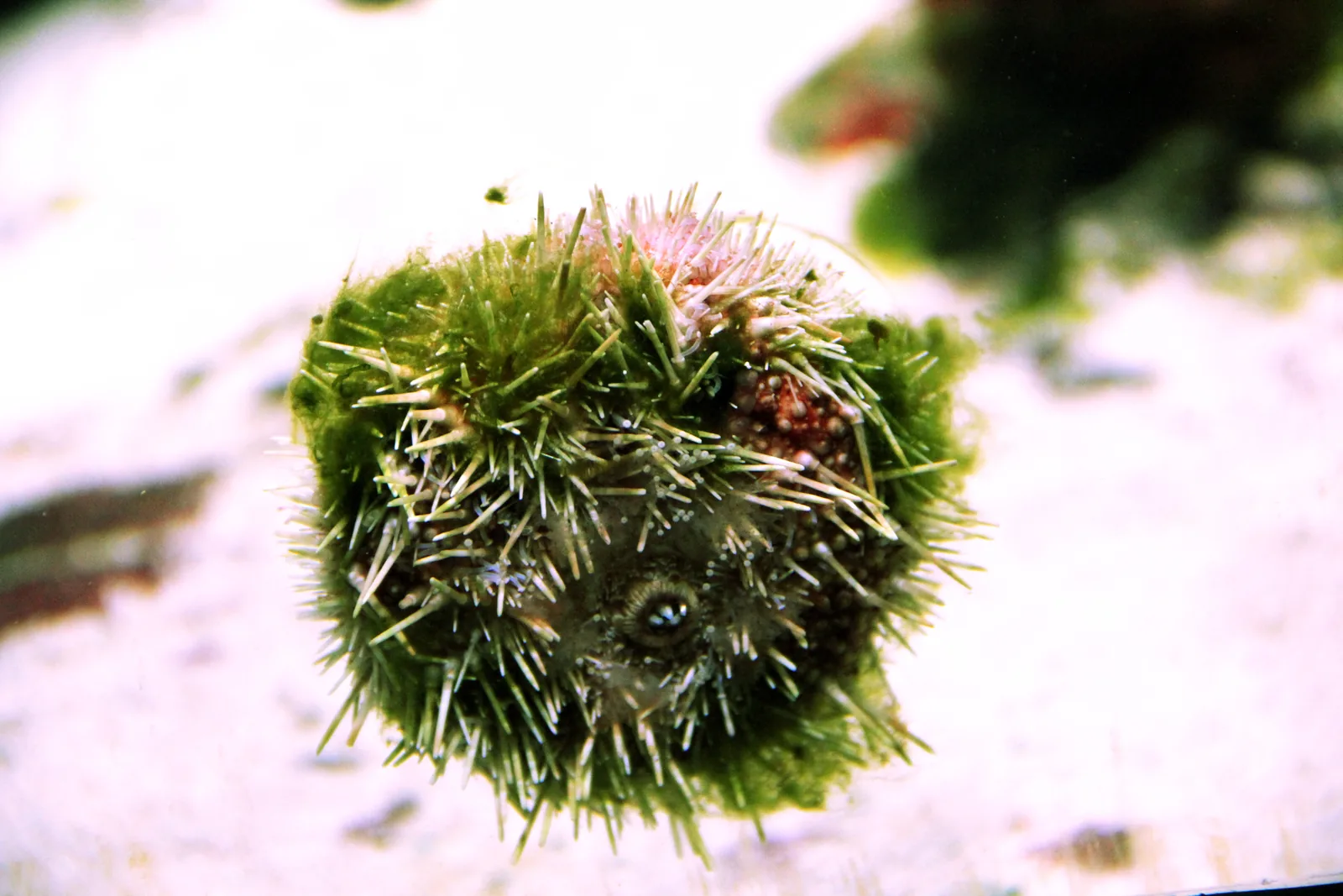 Nahaufnahme eines Seeigels mit hellen Stacheln vor sandigem Aquarienboden