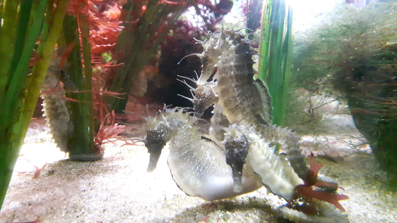 Mehrere Seepferdchen halten sich zwischen Seegras und roten Algen im Aquarium fest