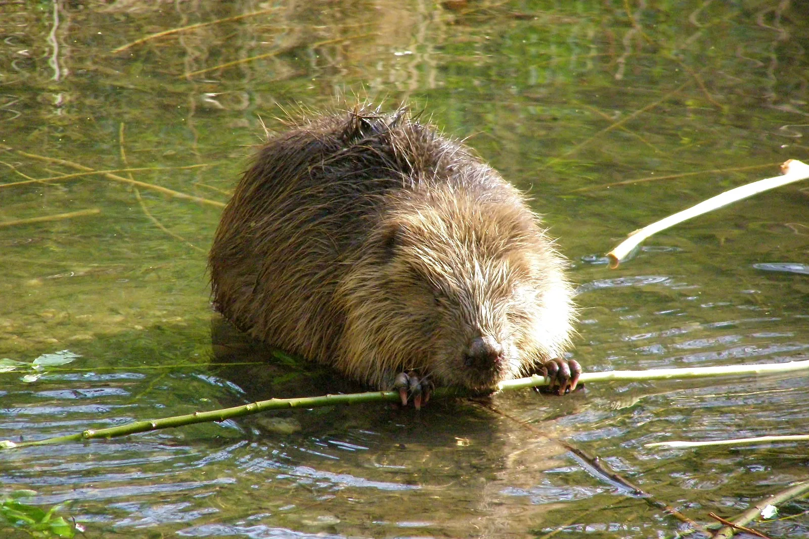 Ein Biber sitzt im flachen Wasser und frisst an einem Zweig, aufgenommen in der Lobau im Nationalpark Donau-Auen