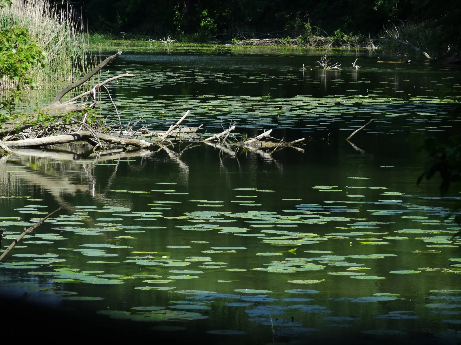 Gelbe Teichrosen auf dem stillen Rosskopfarm bei Stopfenreuth im Nationalpark Donau-Auen, im Wasser liegt Totholz