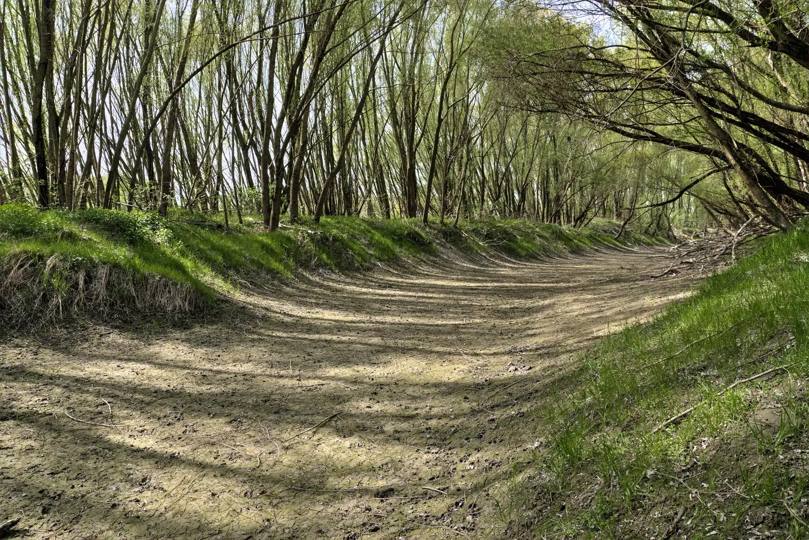 Ein trockengefallener Seitenarm zwischen jungen Weiden bei Stopfenreuth im Nationalpark Donau-Auen, gesäumt von jungem Grün