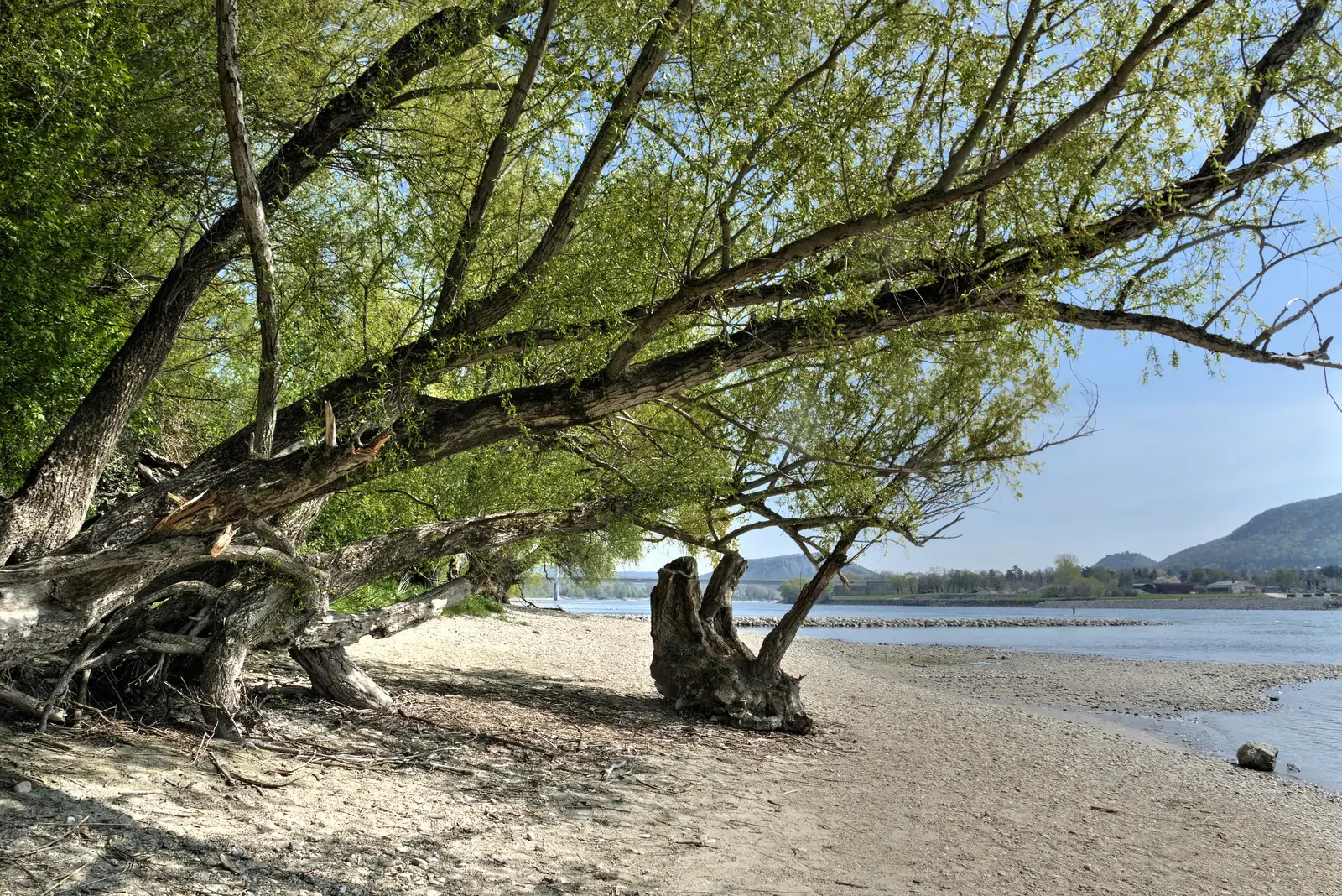 Alte, weit über das Kiesufer geneigte Weiden an der Donau bei Stopfenreuth im Nationalpark Donau-Auen, im Hintergrund die Hainburger Berge