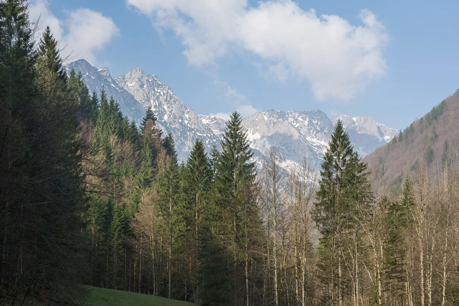 Fichtenwald im Bodinggraben im Nationalpark Kalkalpen, dahinter die schneebedeckten Felsgipfel des Sengsengebirges
