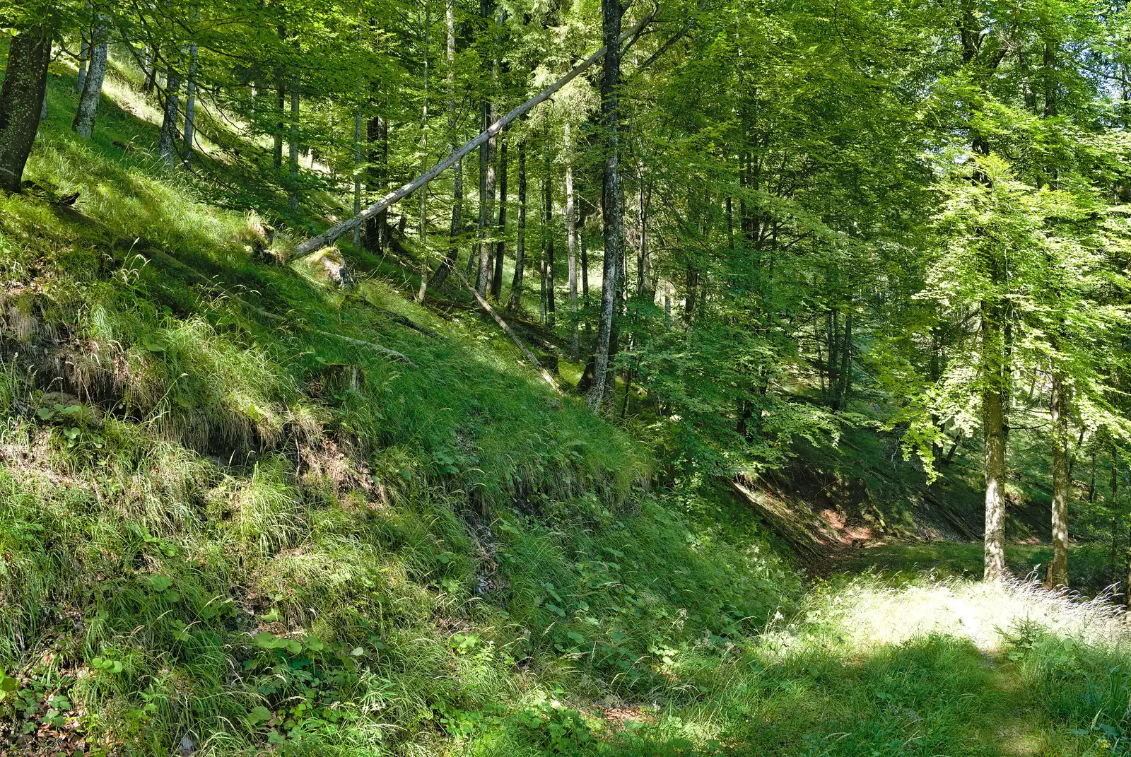 Lichter Buchenwald an einem grasigen Hang im Wilden Graben im Nationalpark Kalkalpen
