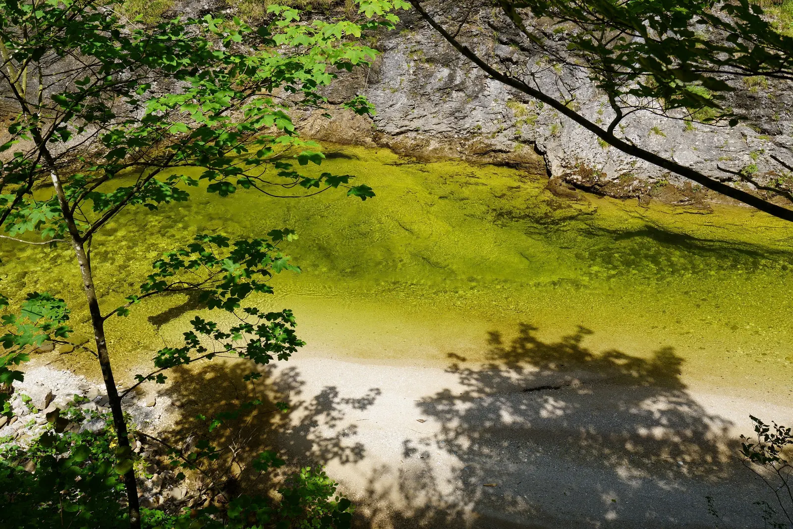 Klares grünes Wasser des Großen Bachs im Nationalpark Kalkalpen in einer Felsgumpe unter Laubbäumen und einer Felswand