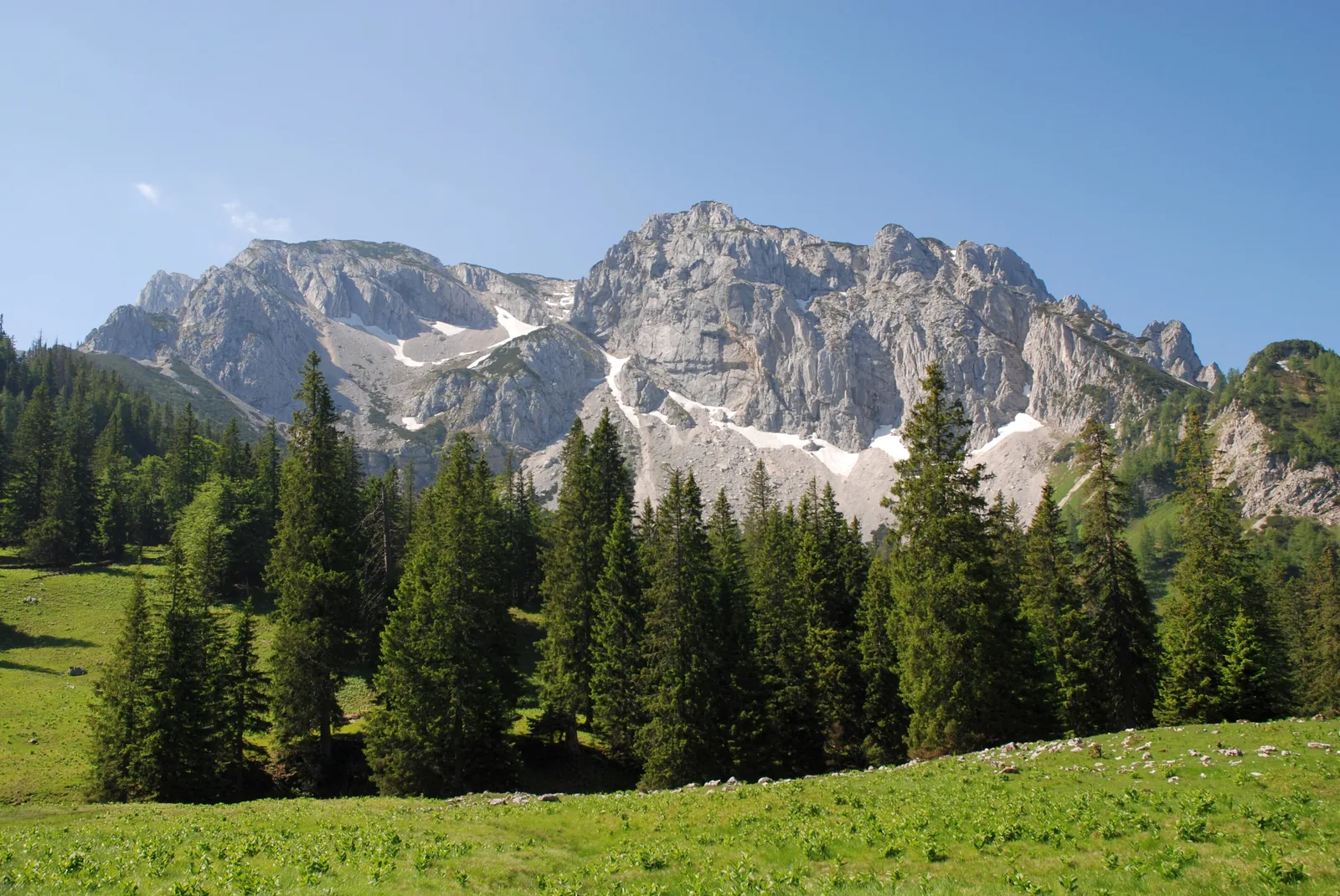 Die Nordwand des Hohen Nock im Nationalpark Kalkalpen mit Schneeresten über Fichtenwald und einer grünen Almwiese im Sengsengebirge