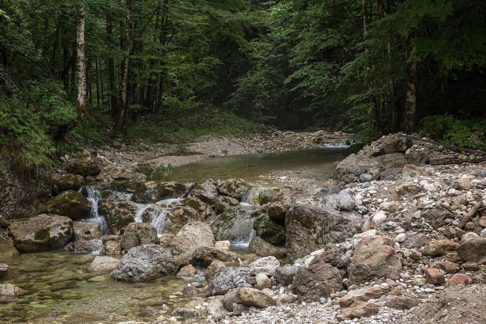 Die Krumme Steyrling fließt im Nationalpark Kalkalpen beim Bodinggraben über helle Kalksteine durch den Wald