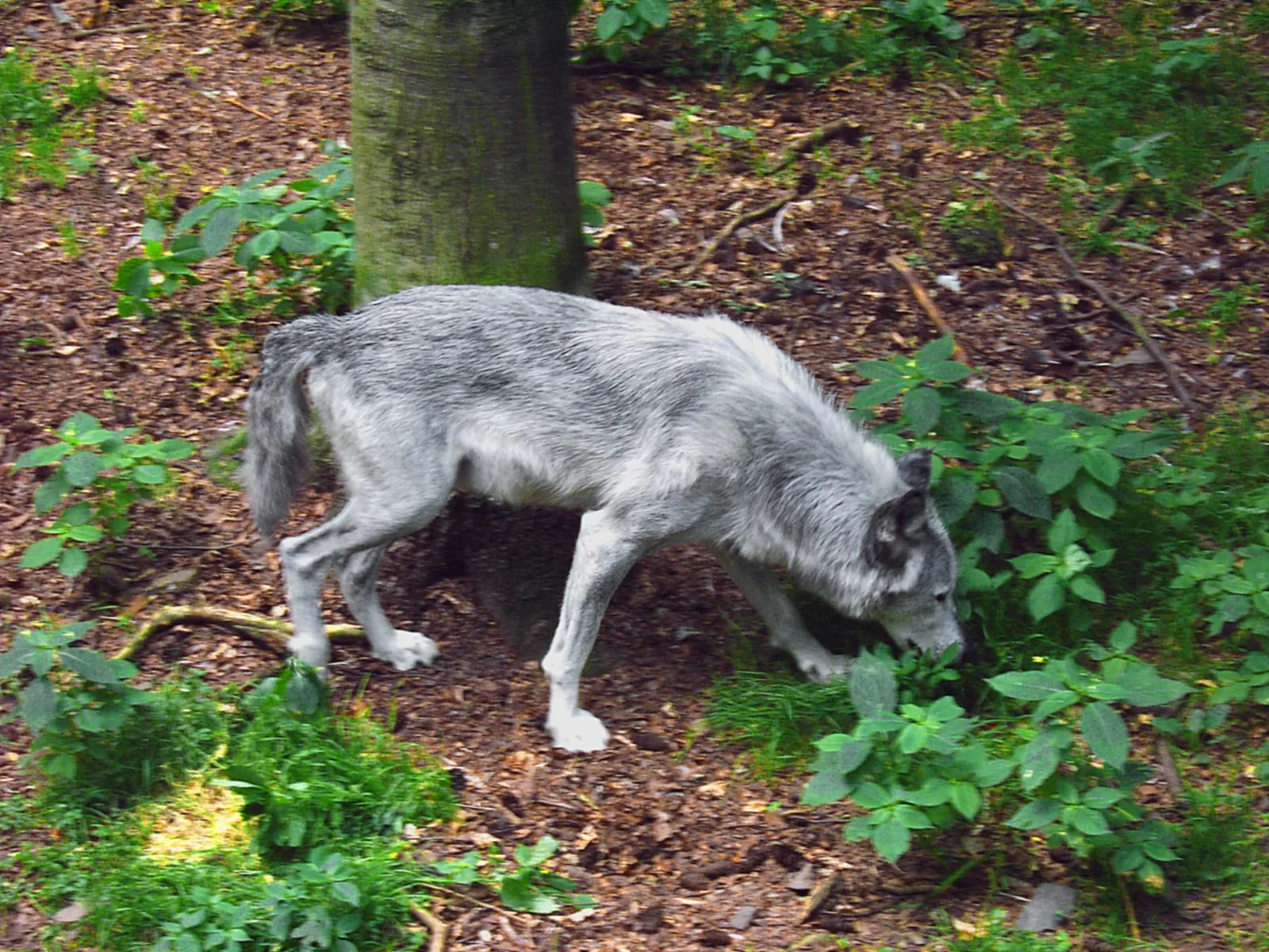 Ein grauer Wolf schnuppert am Waldboden zwischen Laub und jungen Trieben im Gehege
