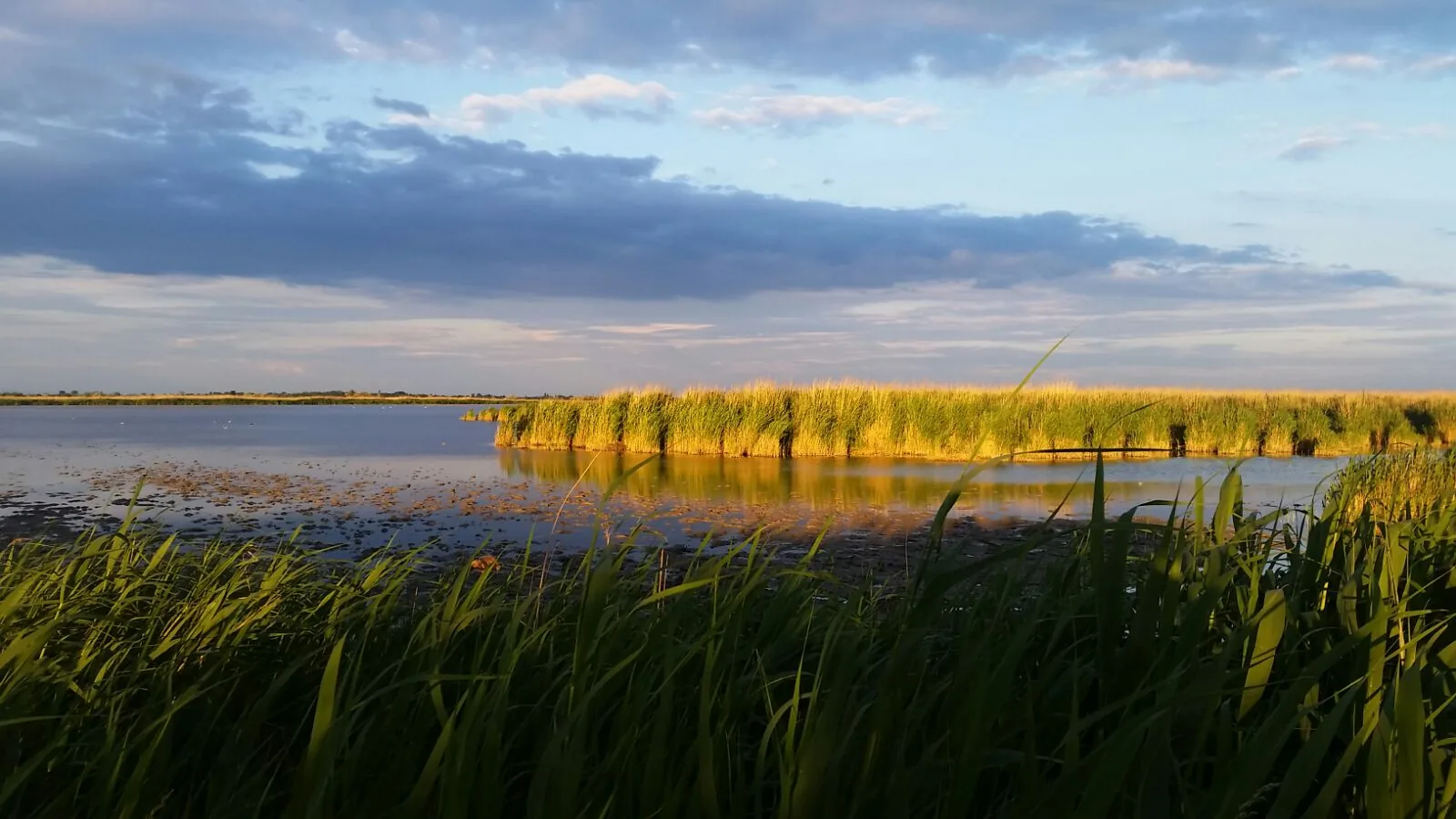 Abendlicht auf dem Schilfgürtel des Neusiedler Sees im Nationalpark Neusiedler See – Seewinkel bei Illmitz